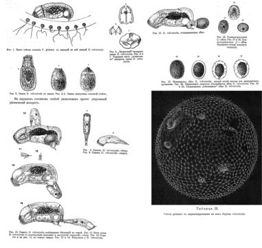 Image of Cephalodella volvocicola (Zavadovsky 1916)