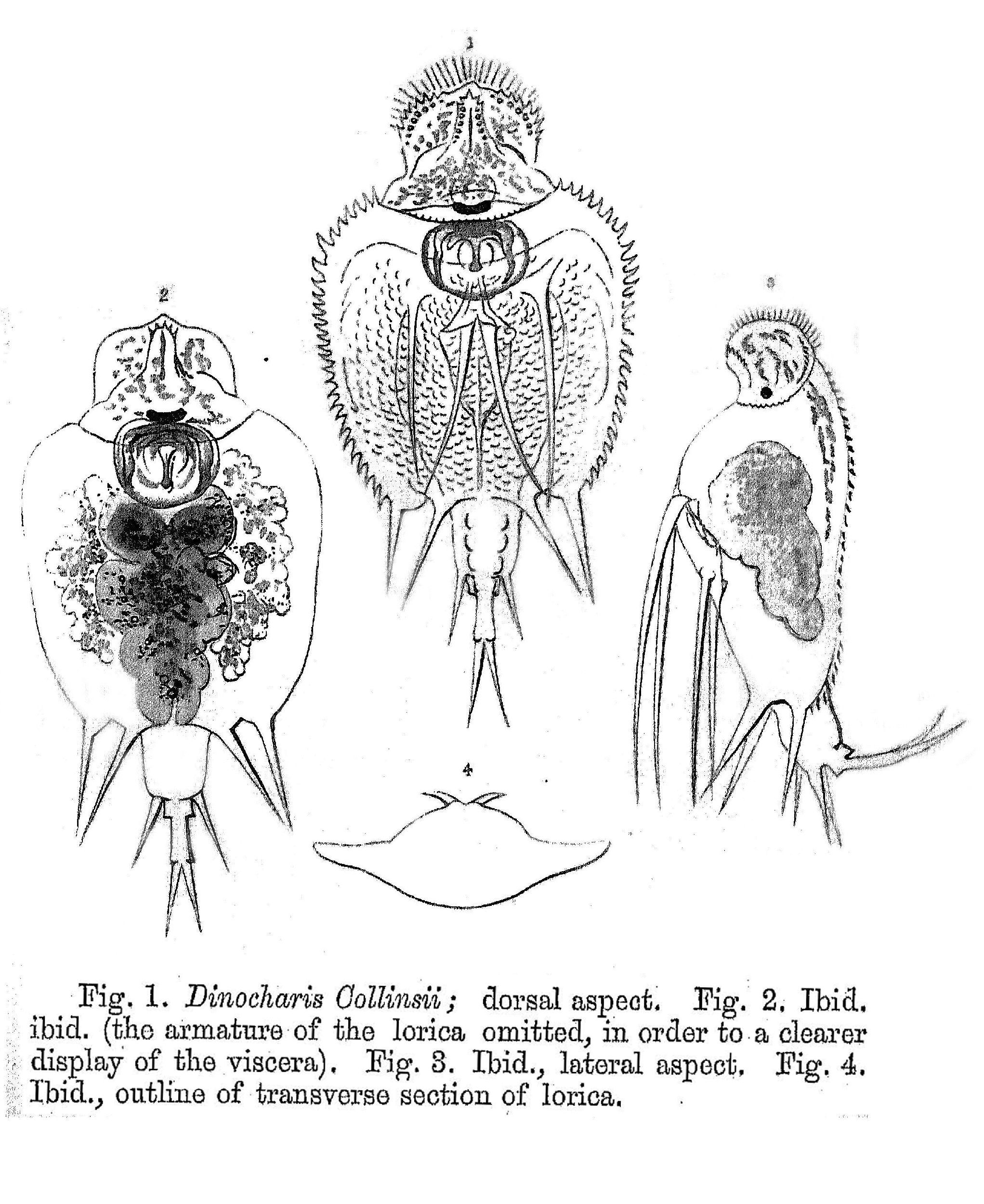 Image of Macrochaetus collinsii (Gosse 1867)