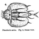 Image of Macrochaetus sericus (Thorpe 1893)