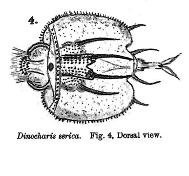 Image of Macrochaetus sericus (Thorpe 1893)