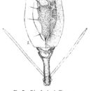Image of Trichotria tetractis similis (Stenroos 1830)