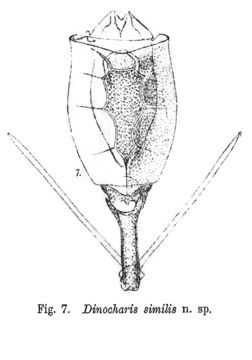 Image of Trichotria tetractis similis (Stenroos 1830)