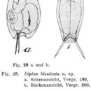 Image of Mytilina bisulcata (Lucks 1912)