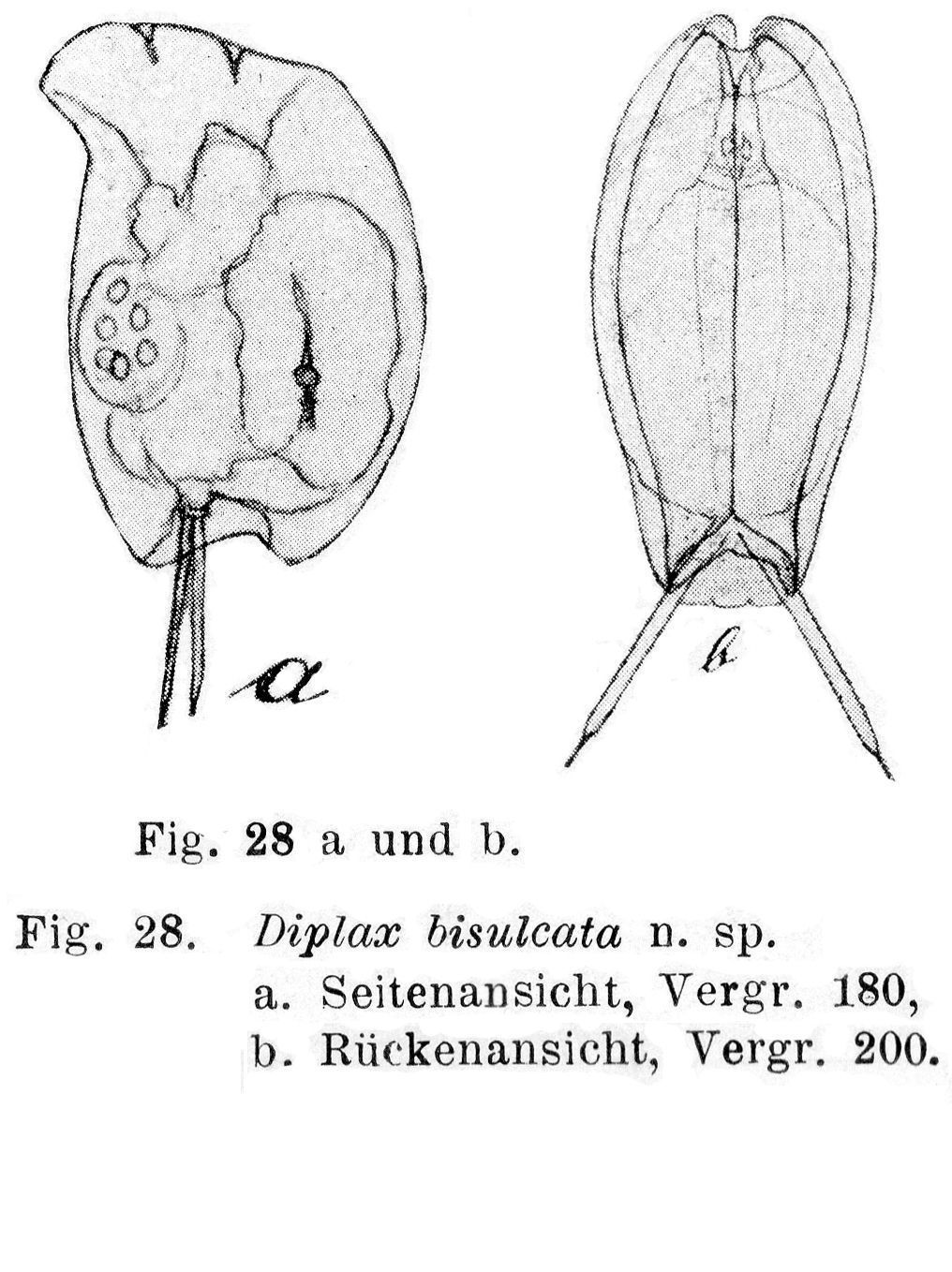 Слика од Mytilina bisulcata (Lucks 1912)