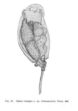 Image of Mytilina crassipes (Lucks 1912)