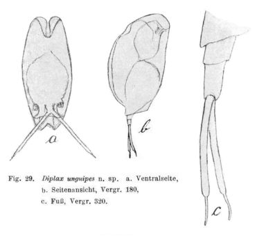 Image of Mytilina unguipes (Lucks 1912)
