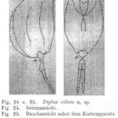 Image of Mytilina videns (Levander 1894)