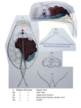 Image of <i>Diplois daviesiae</i> Gosse 1886