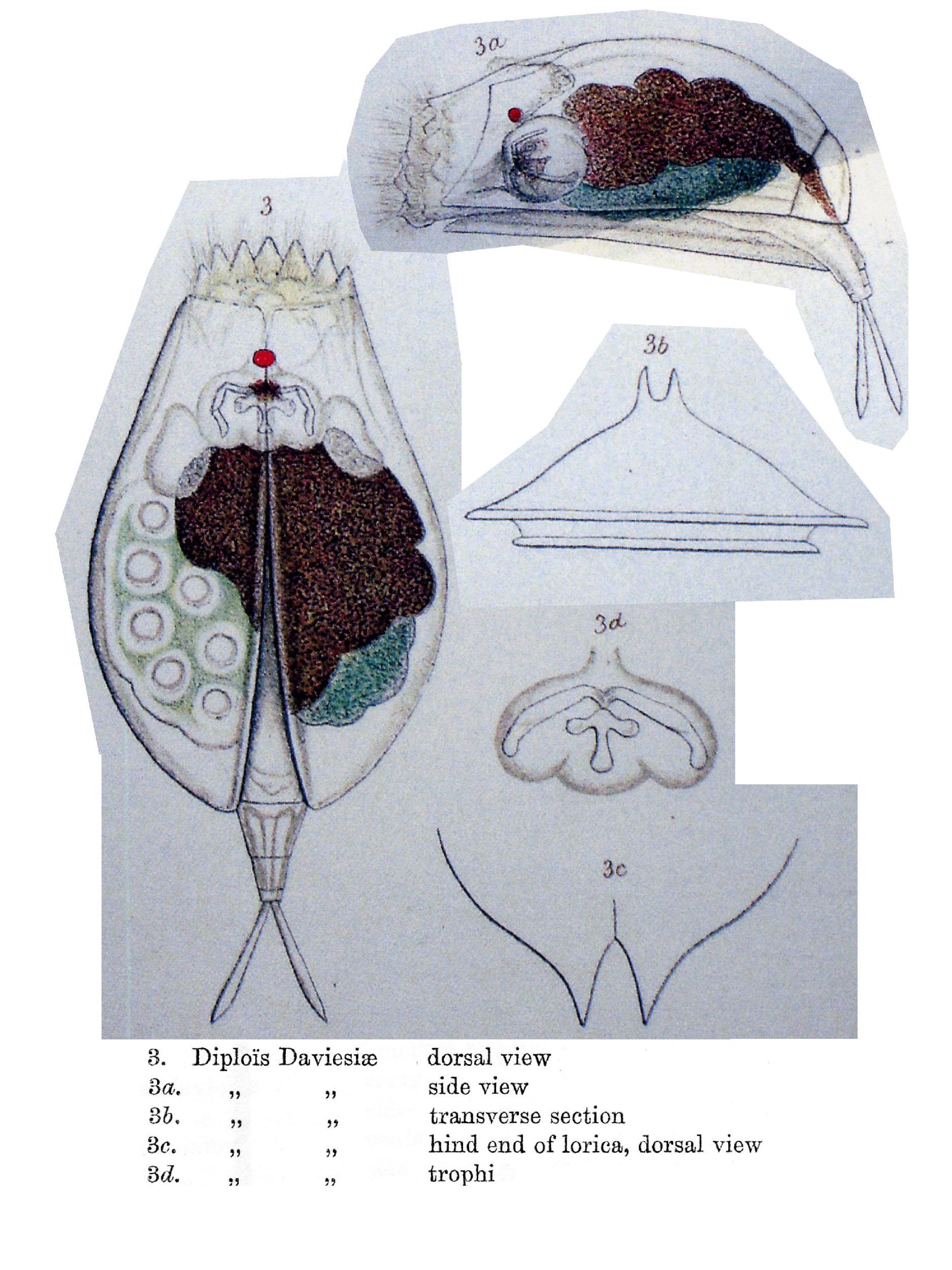 Image of Diplois daviesiae Gosse 1886