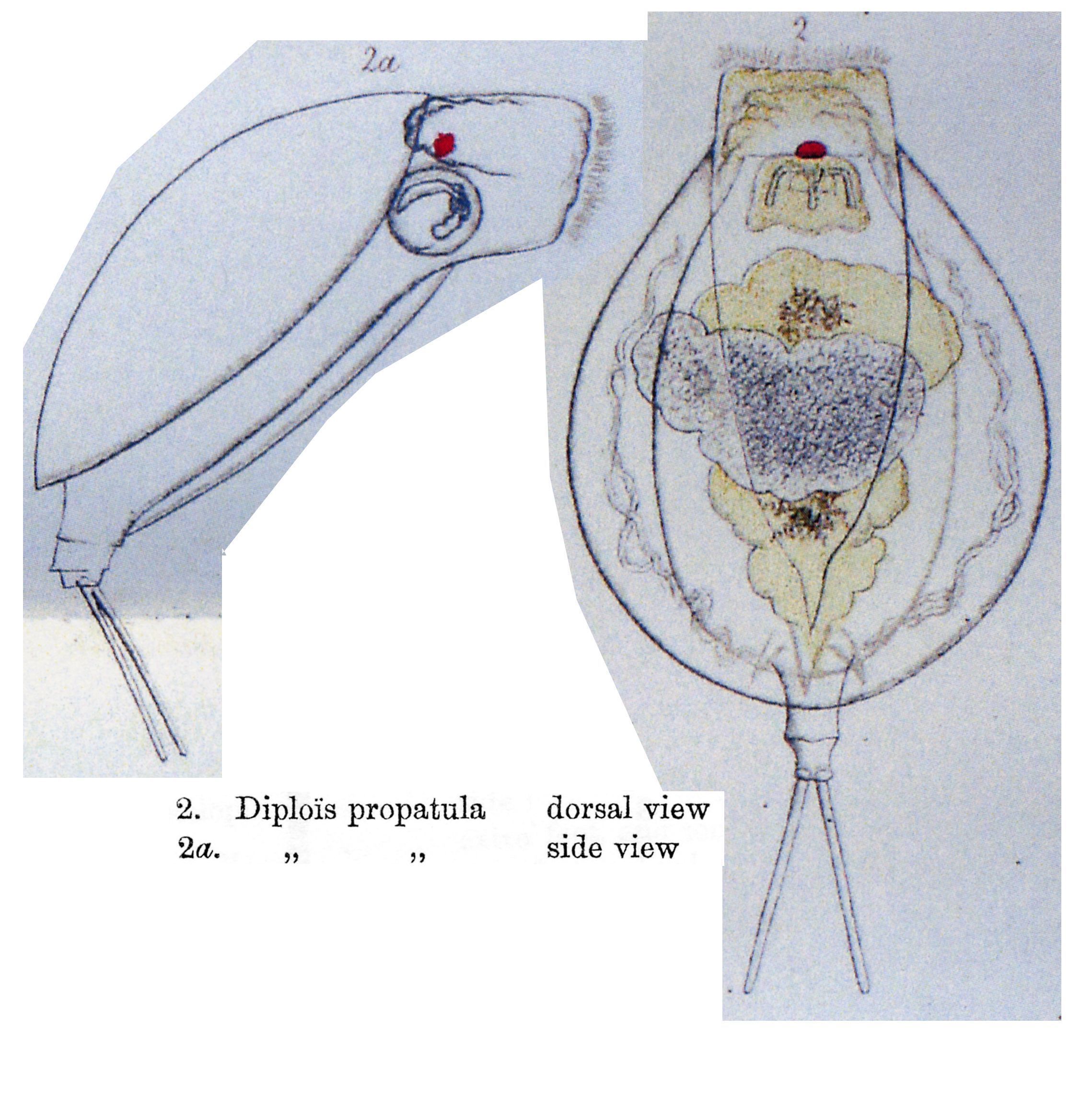 Image of <i>Dipleuchlanis propatula</i>