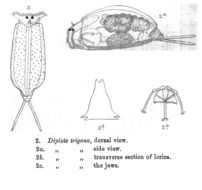 Image of <i>Cephalodella trigona</i>