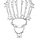 Слика од Dissotrocha pectinata Murray 1911