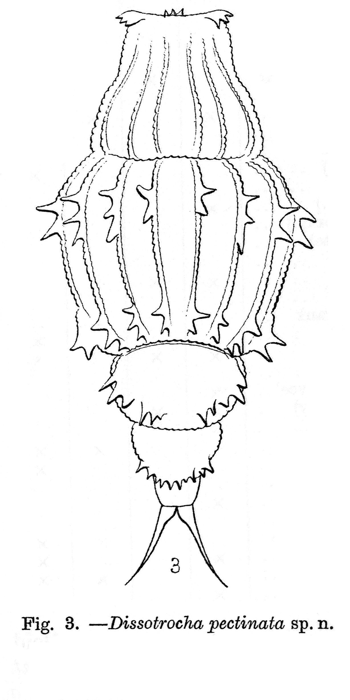 Image of Dissotrocha pectinata Murray 1911