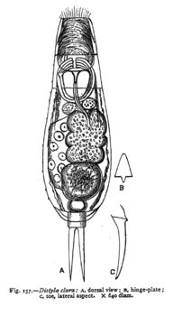 Image of <i>Lecane clara</i>