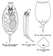 Image of <i>Lecane depressa</i>