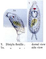 Image of <i>Lecane flexilis</i>