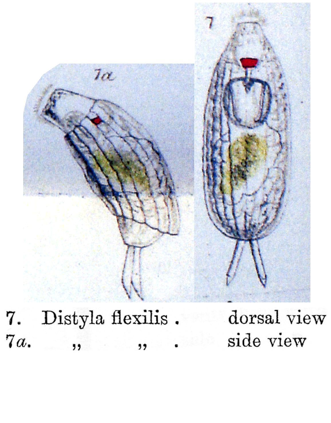 Image of <i>Lecane flexilis</i>