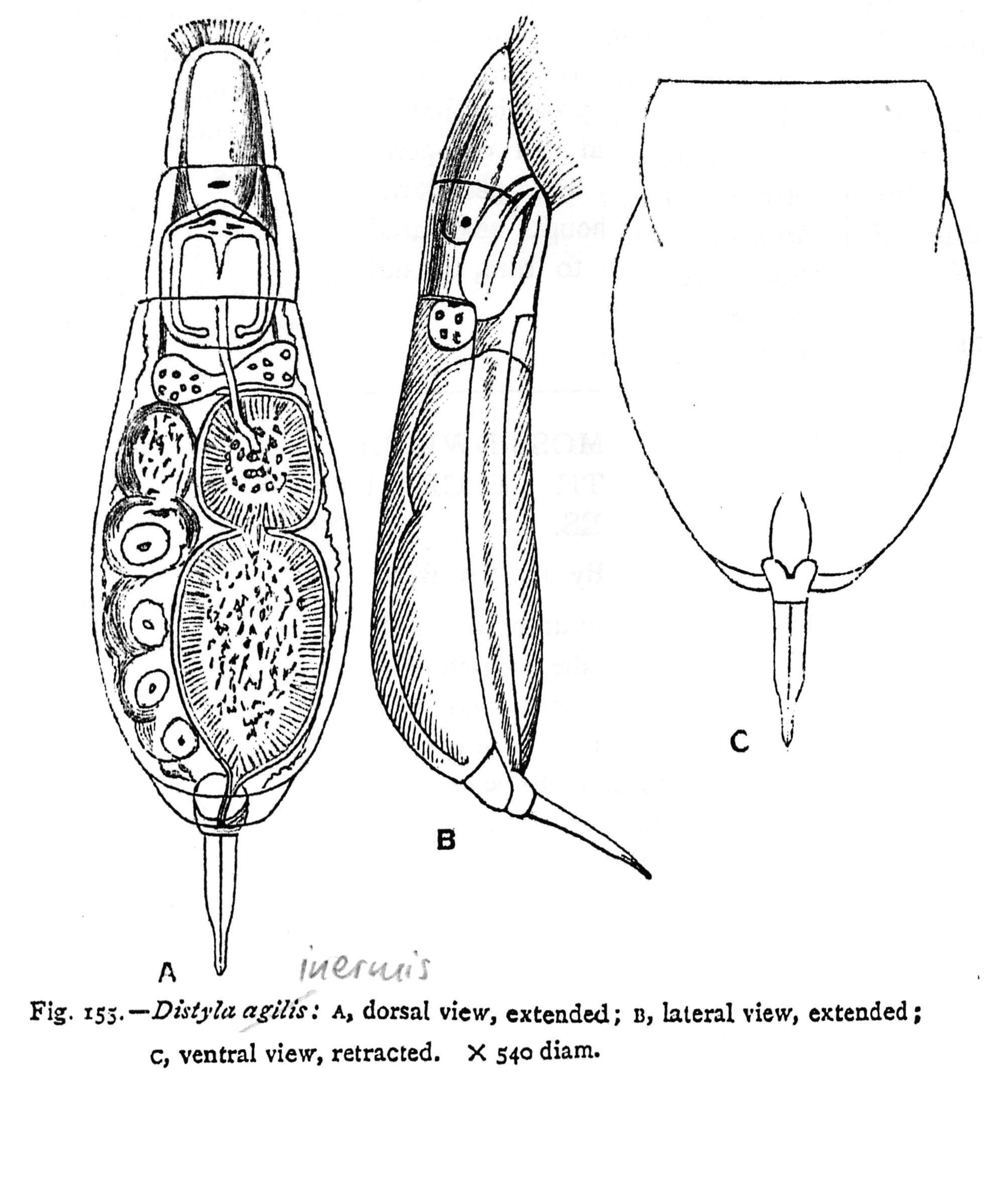 Image of <i>Lecane inermis</i>