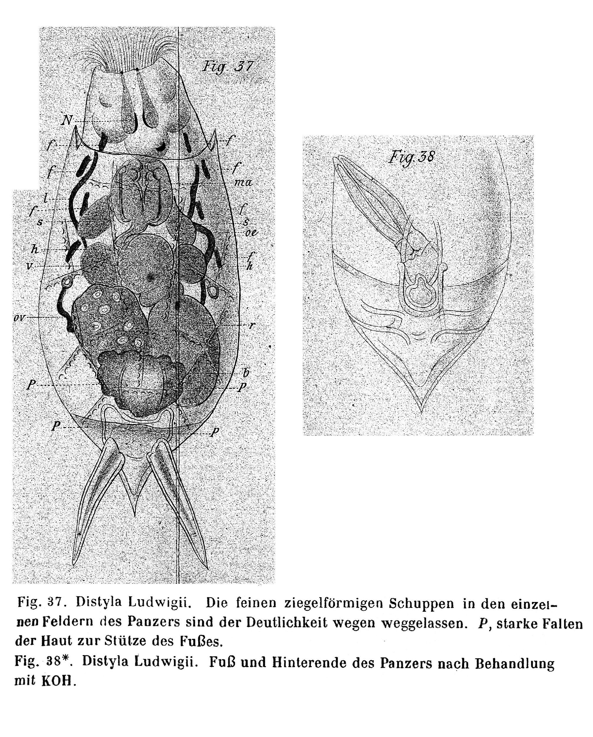 Image of <i>Lecane ludwigii</i>