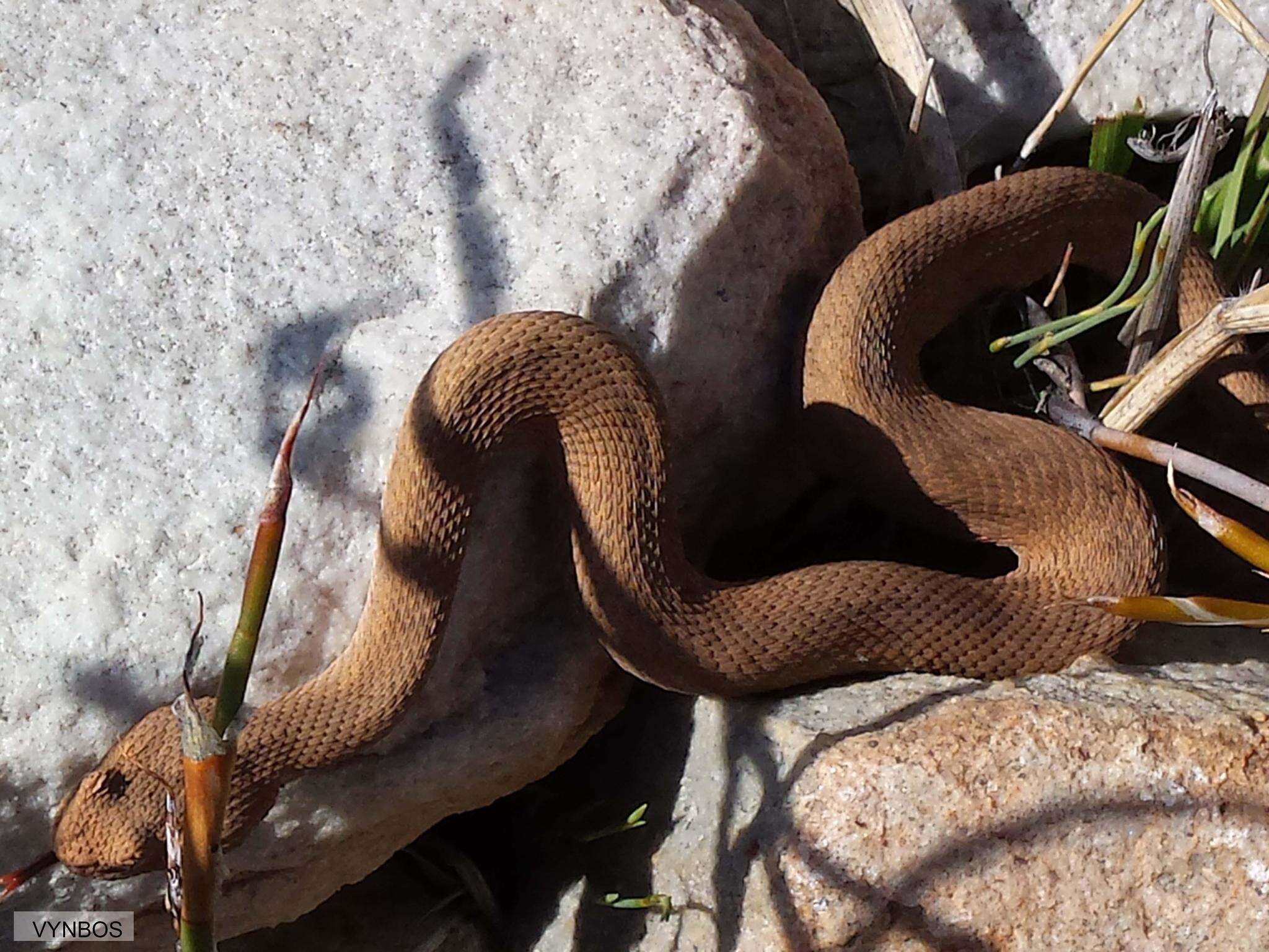 Image of Red Adder