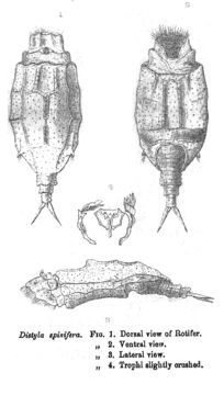Image of Wolga spinifera (Western 1894)
