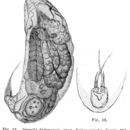 Image of Trichocerca bidens (Lucks 1912)