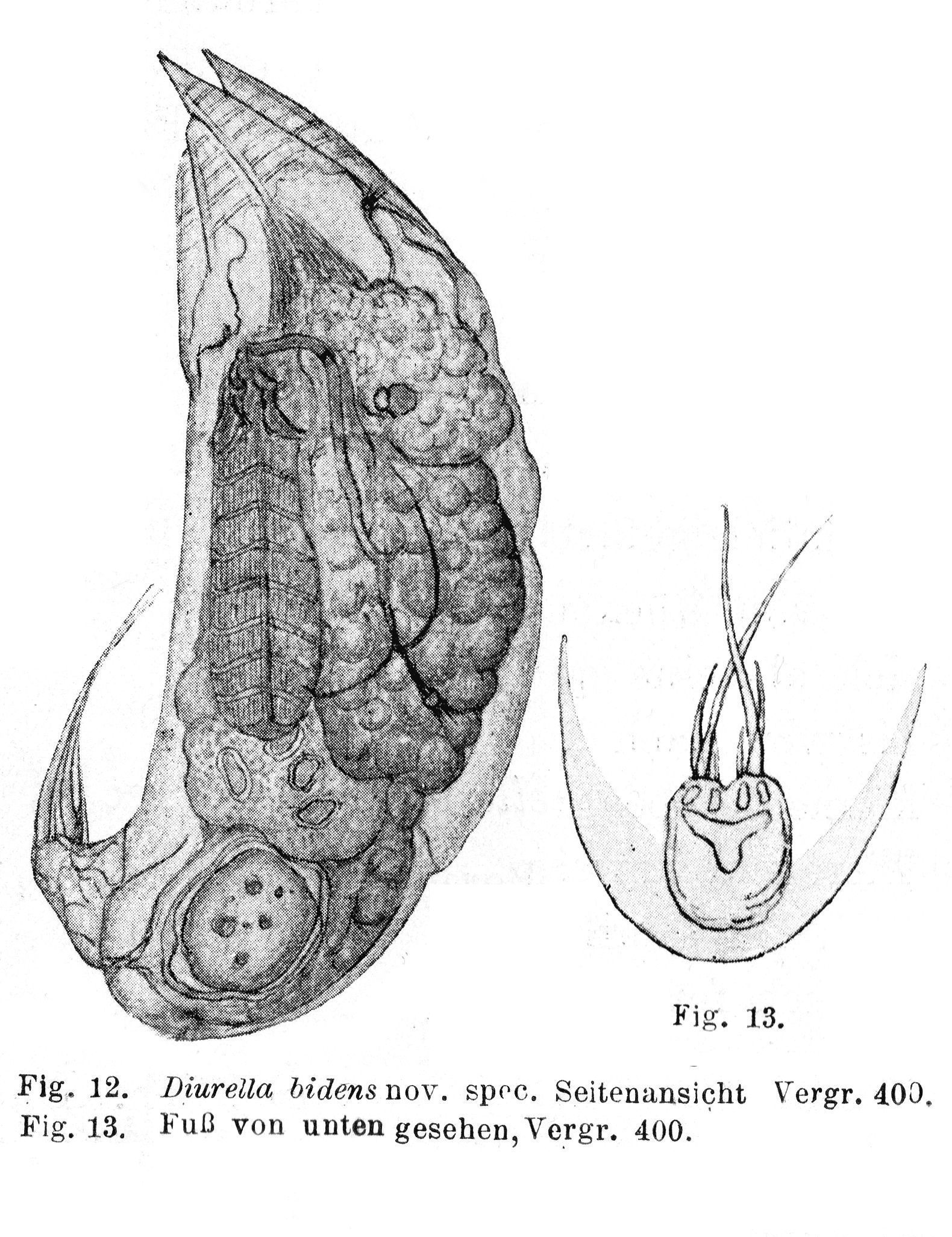 Image of Trichocerca bidens (Lucks 1912)