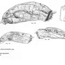 Imagem de Trichocerca dixonnuttalli (Jennings 1903)