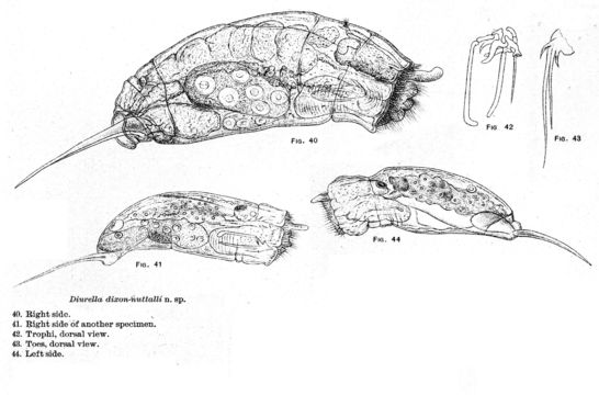 Image of Trichocerca dixonnuttalli (Jennings 1903)