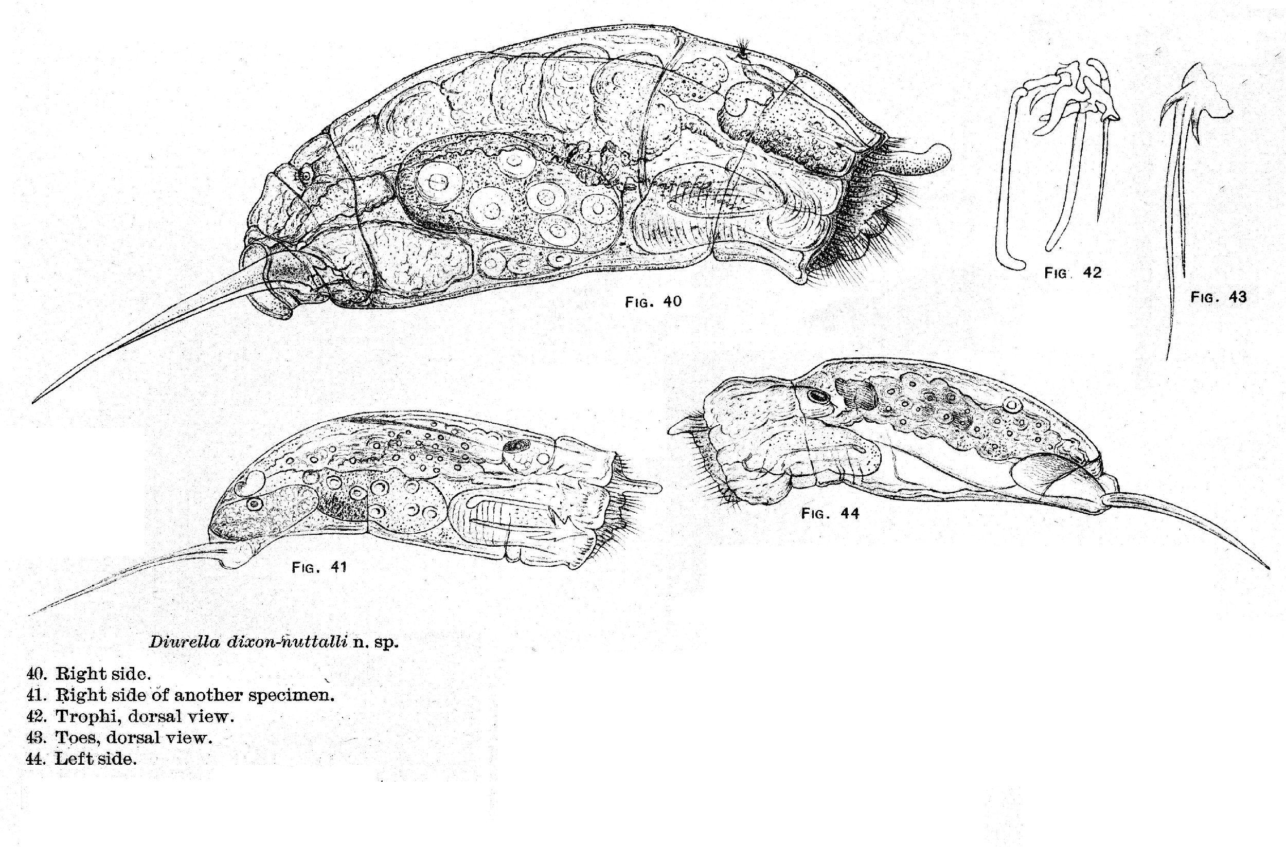 Слика од Trichocerca dixonnuttalli (Jennings 1903)