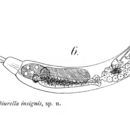 Слика од Trichocerca insignis (Herrick 1885)