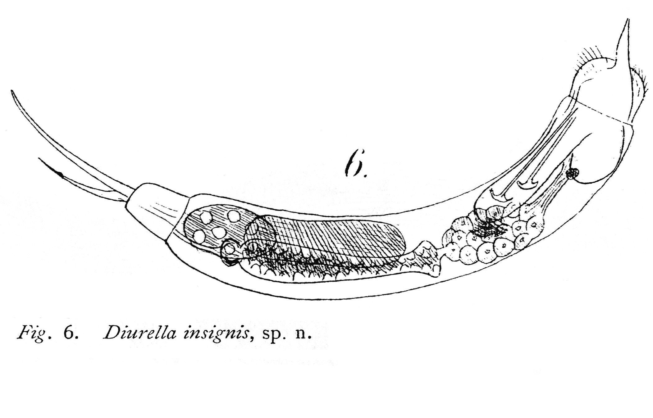 Image of Trichocerca insignis (Herrick 1885)