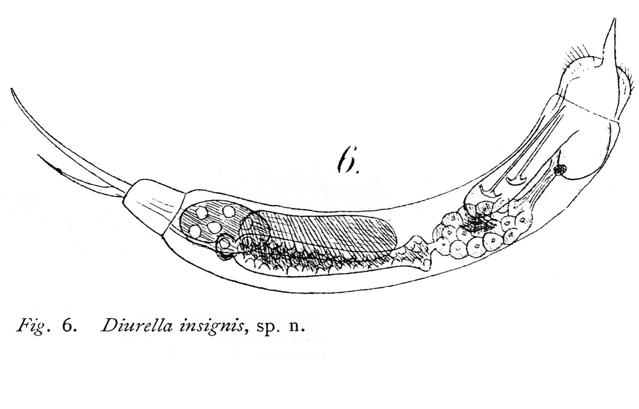 Sivun Trichocerca insignis (Herrick 1885) kuva