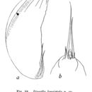 Image of Trichocerca longistyla (Olofsson 1918)