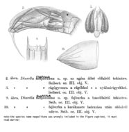 Image of Trichocerca marina (Daday 1898)