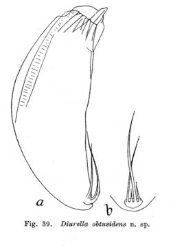 Image of Trichocerca obtusidens (Olofsson 1918)