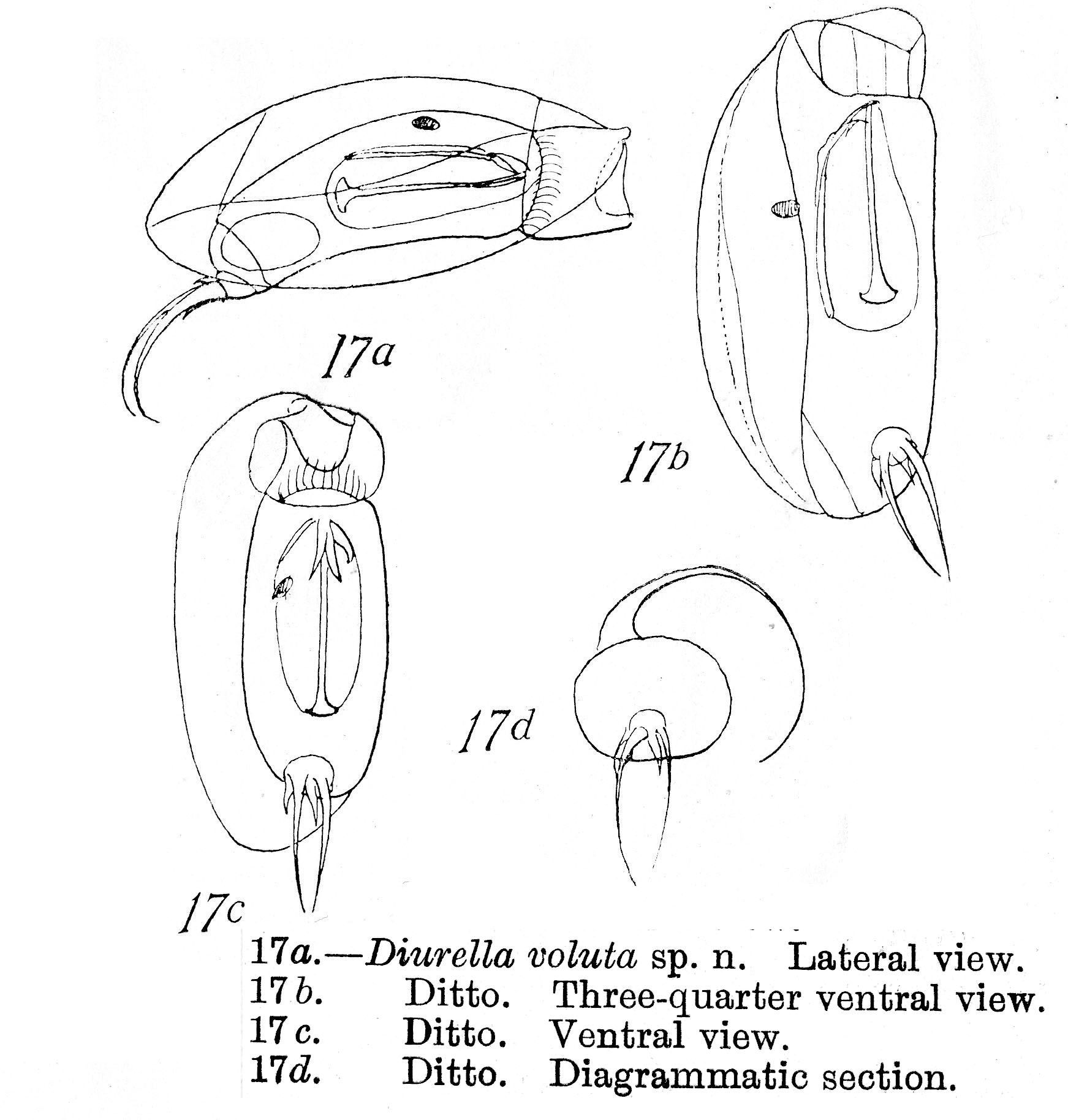 Image of Trichocerca voluta (Murray 1913)