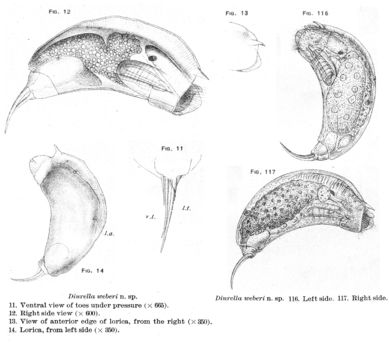 Sivun Trichocerca weberi (Jennings 1903) kuva