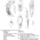 Image of Drilophaga bucephalus Vejdovsky 1883