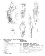 Image of Drilophaga bucephalus Vejdovsky 1883