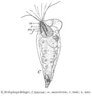 Image of Drilophaga delagei de Beauchamp 1904