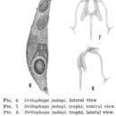 Image of Drilophaga judayi Harring & Myers 1922