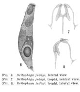 Image of Drilophaga judayi Harring & Myers 1922