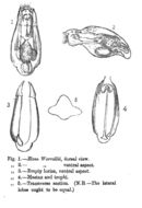 Слика од Elosa worrallii Lord 1891