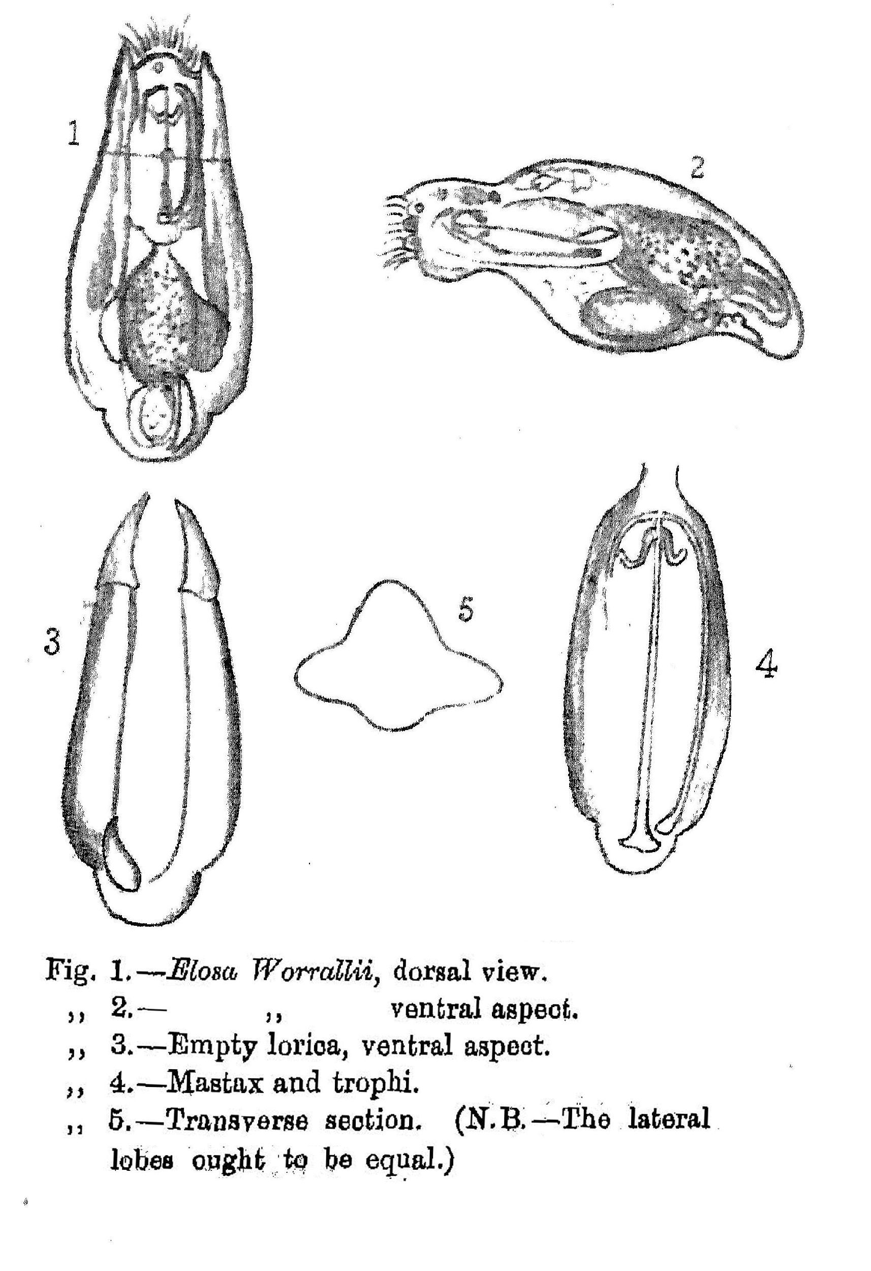 Image of Elosa worrallii Lord 1891