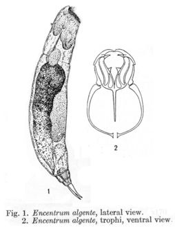 Image of Encentrum algente Harring 1921