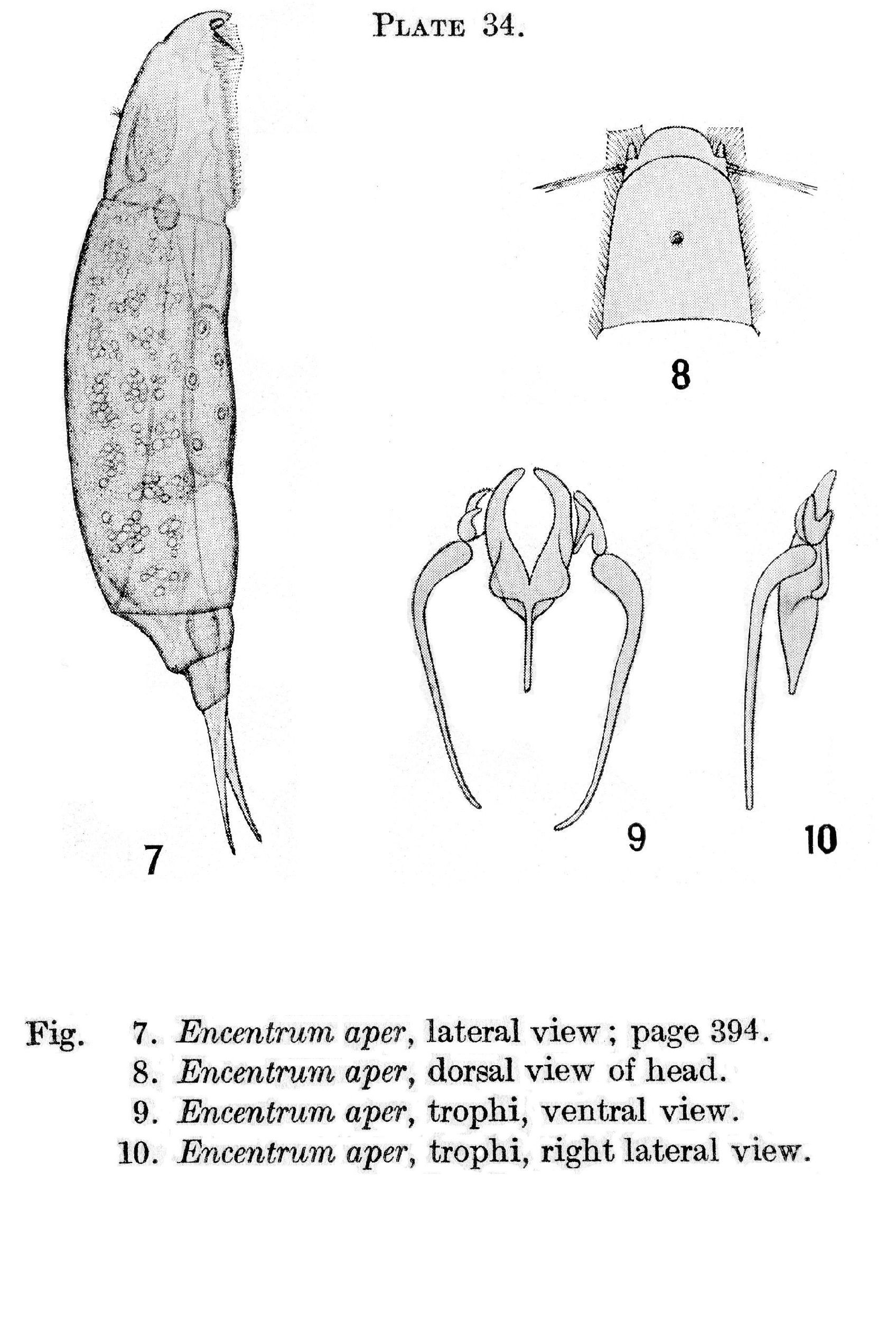 Image of Aspelta aper (Harring 1913)