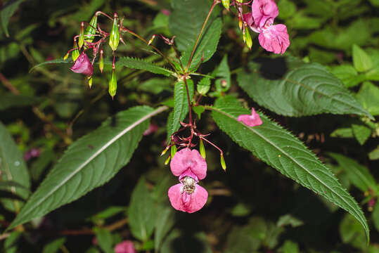 Image of Shrill carder bee