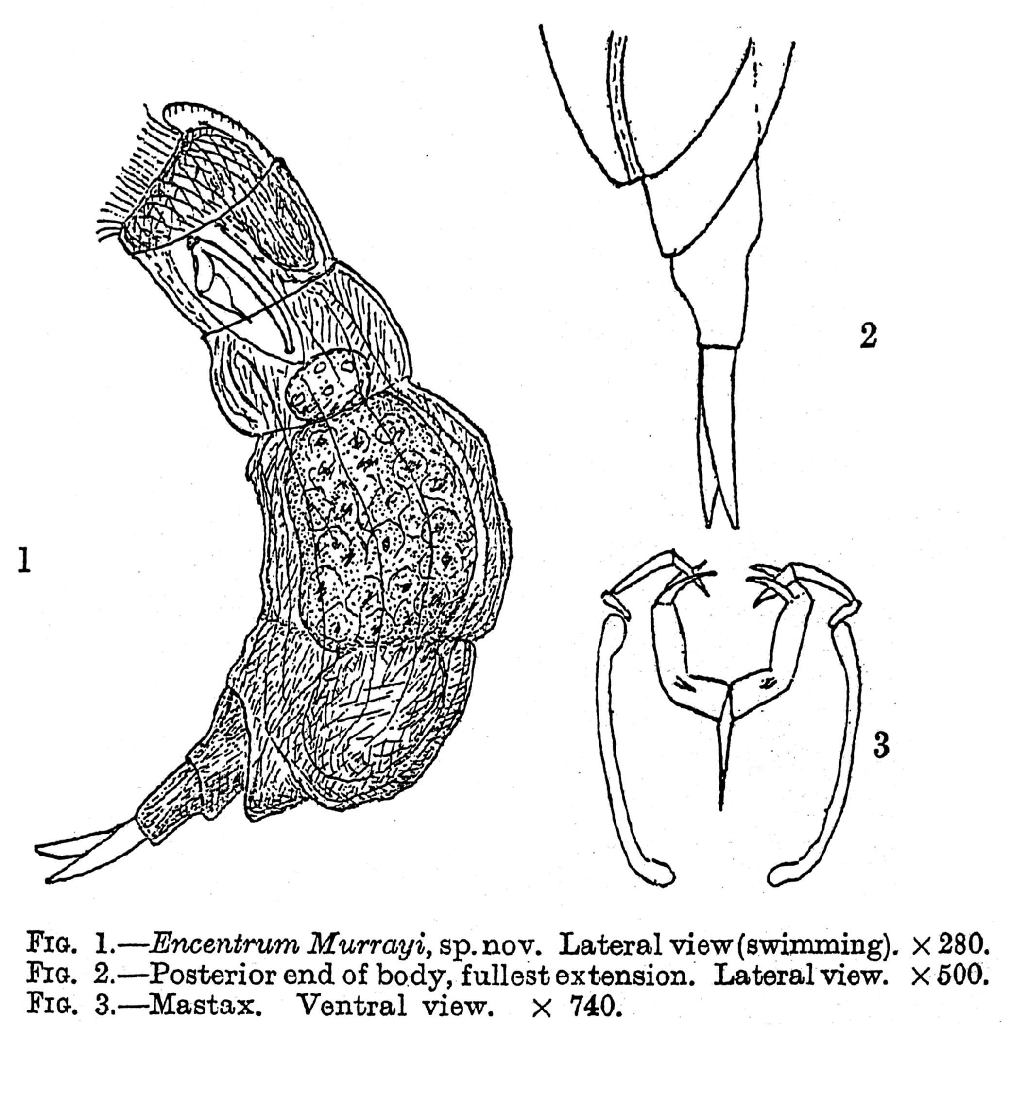 Image of Encentrum murrayi Bryce 1922