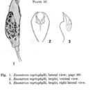 Image of Dicranophorus myriophylli (Harring 1913)